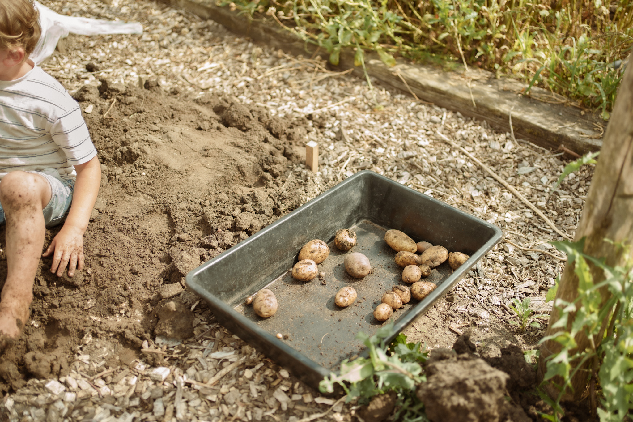 Foto van een stuk grond in een moestuin met links een jongetje die in het zand speelt en vies wordt, en in het midden een bak met aardappelen die net uit de grond komen