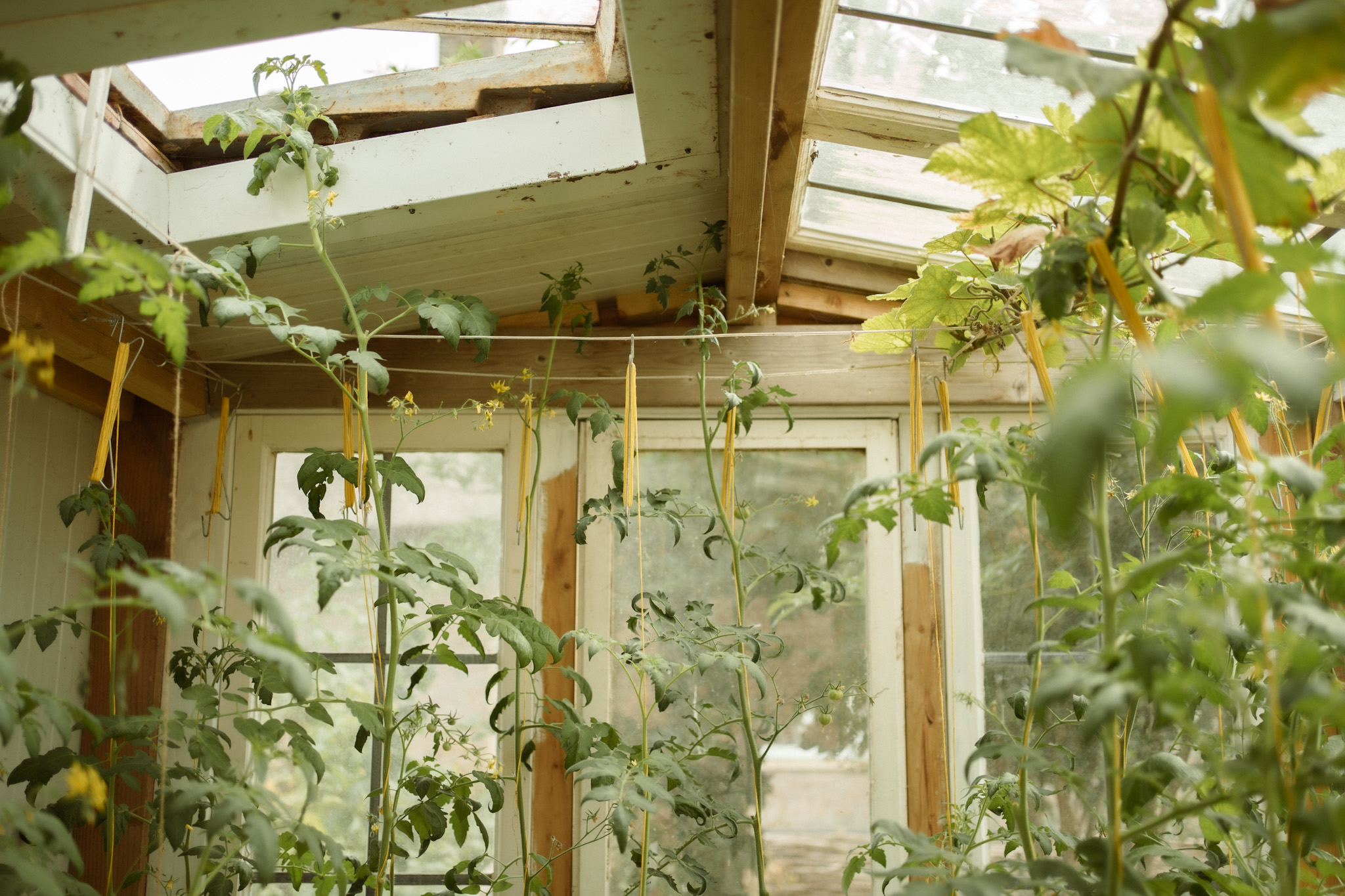 Foto van de binnenkant van een zelfgemaakte kas van hout en kozijnen waar momenteel tomatenplanten in groeien